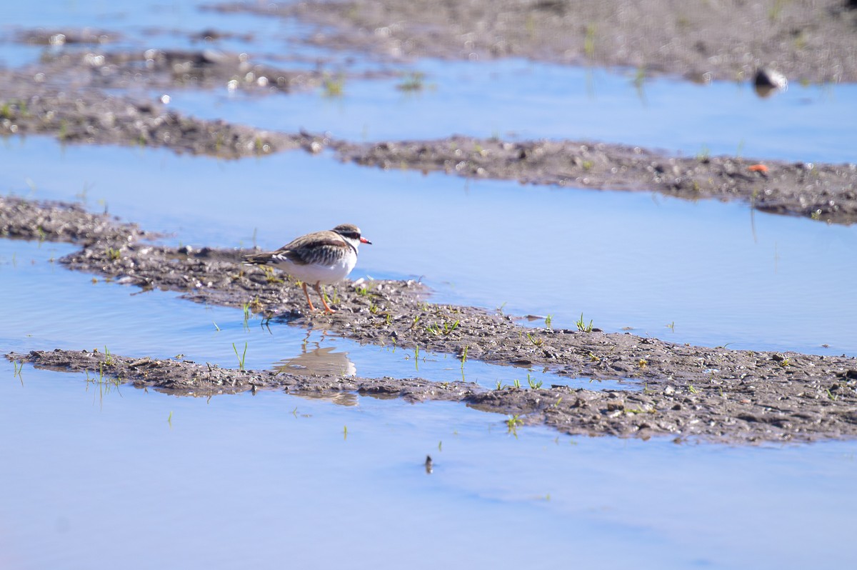 Black-fronted Dotterel - ML574748341