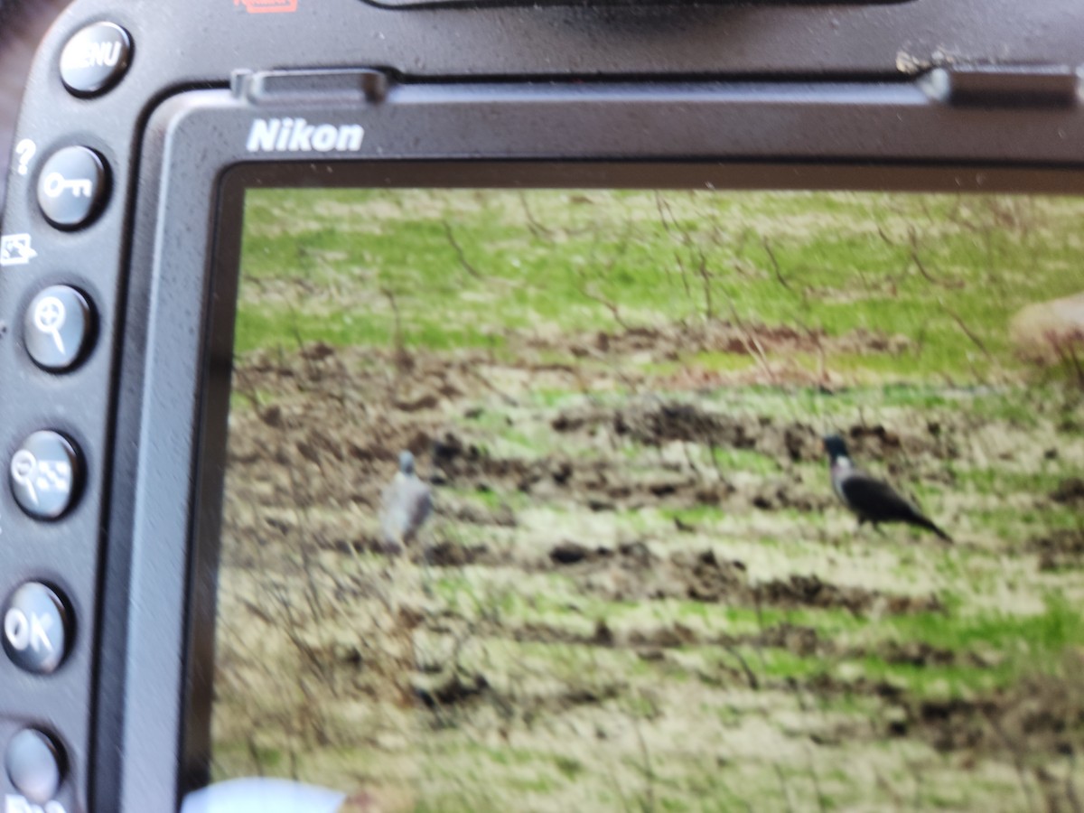 Common Wood-Pigeon - ML574748351