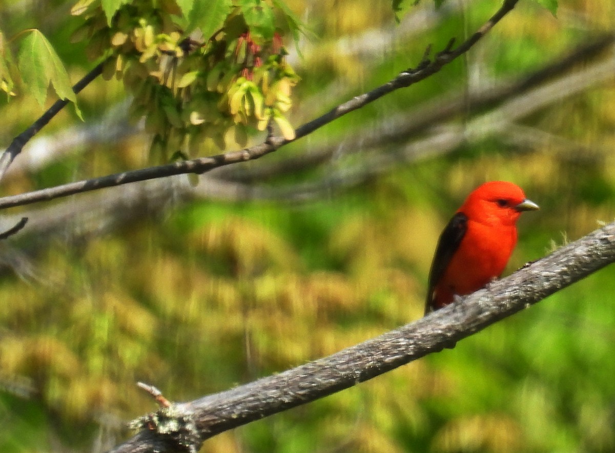 Scarlet Tanager - ML574750081
