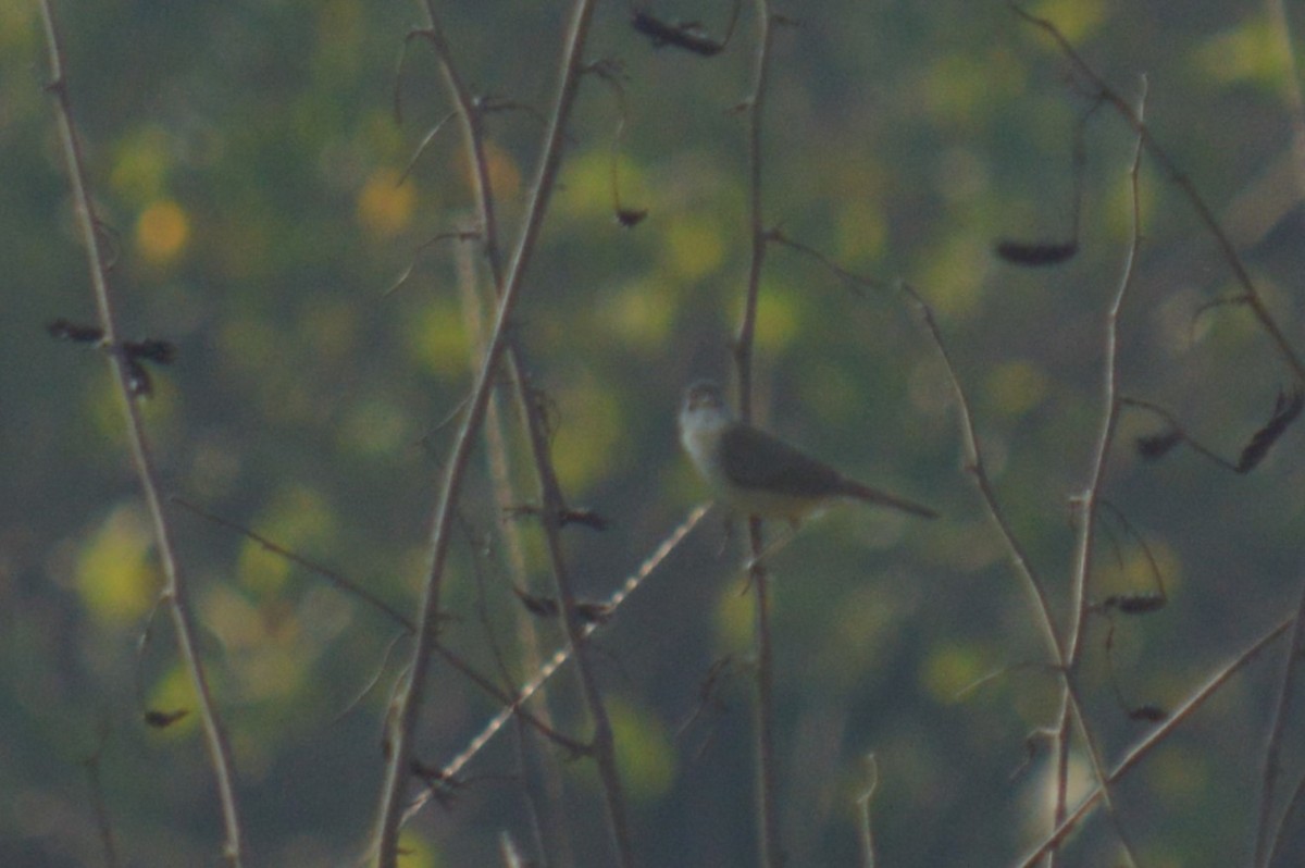 Passeriformes, unbestimmt (Old World warbler sp.) - ML574750241
