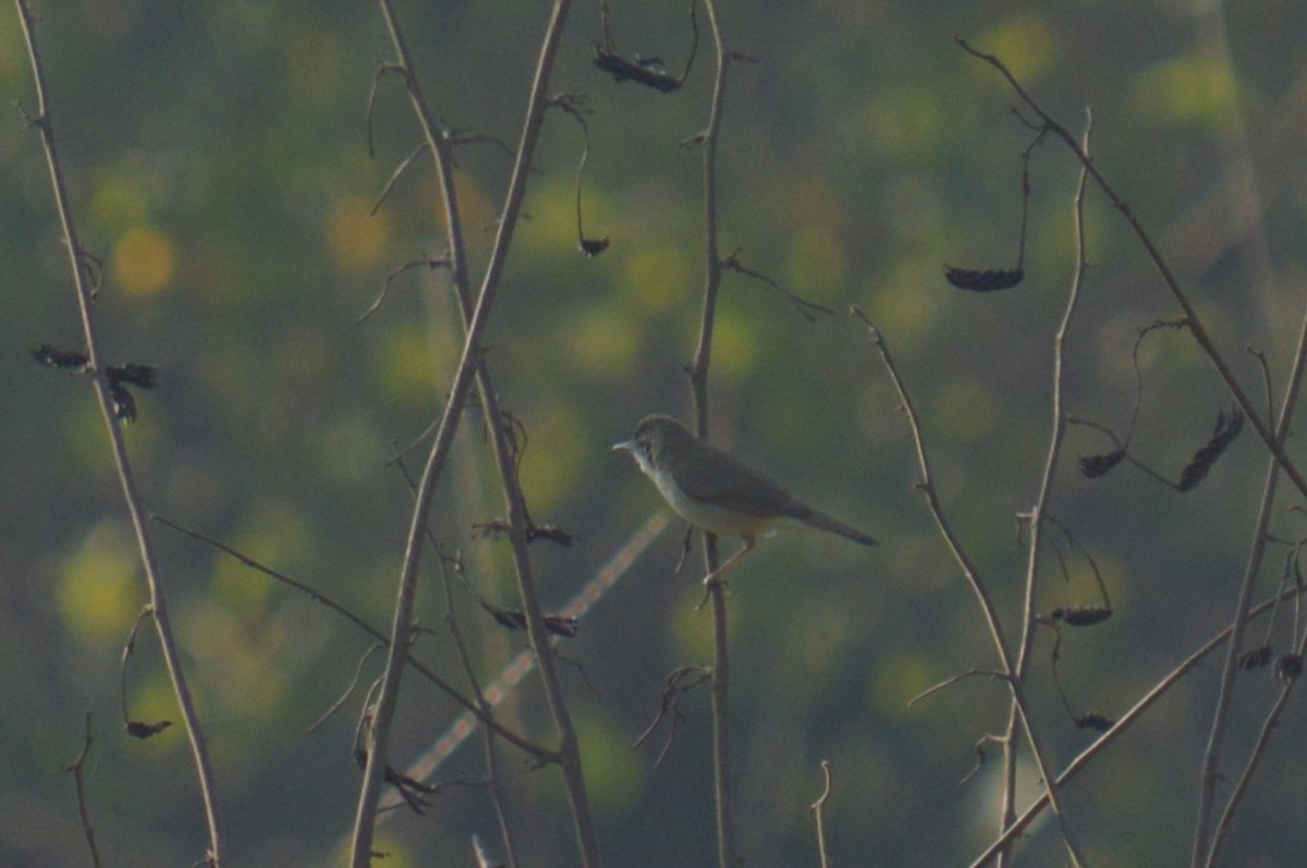 Passeriformes, unbestimmt (Old World warbler sp.) - ML574750251