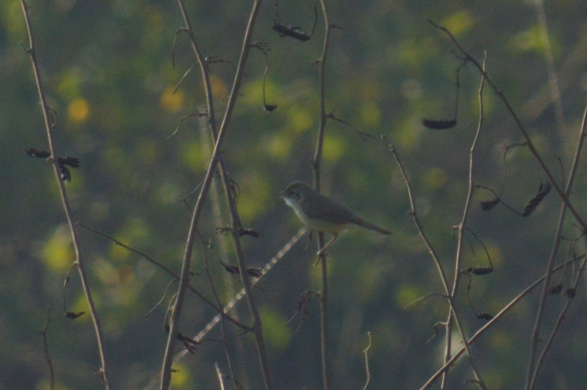 Passeriformes sp. (Sílvidos sp.) - ML574750261