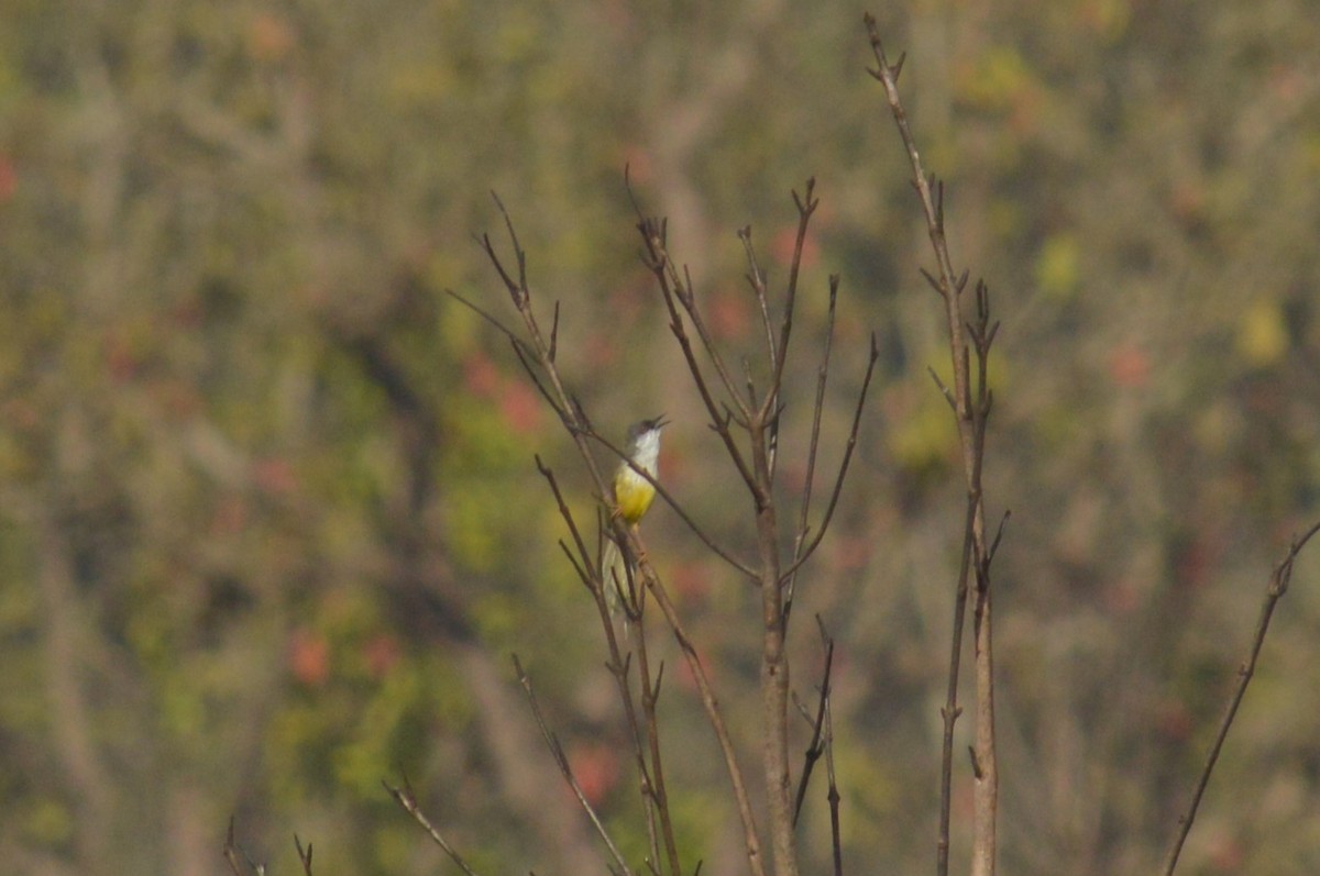 Yellow-bellied Prinia - ML574750281