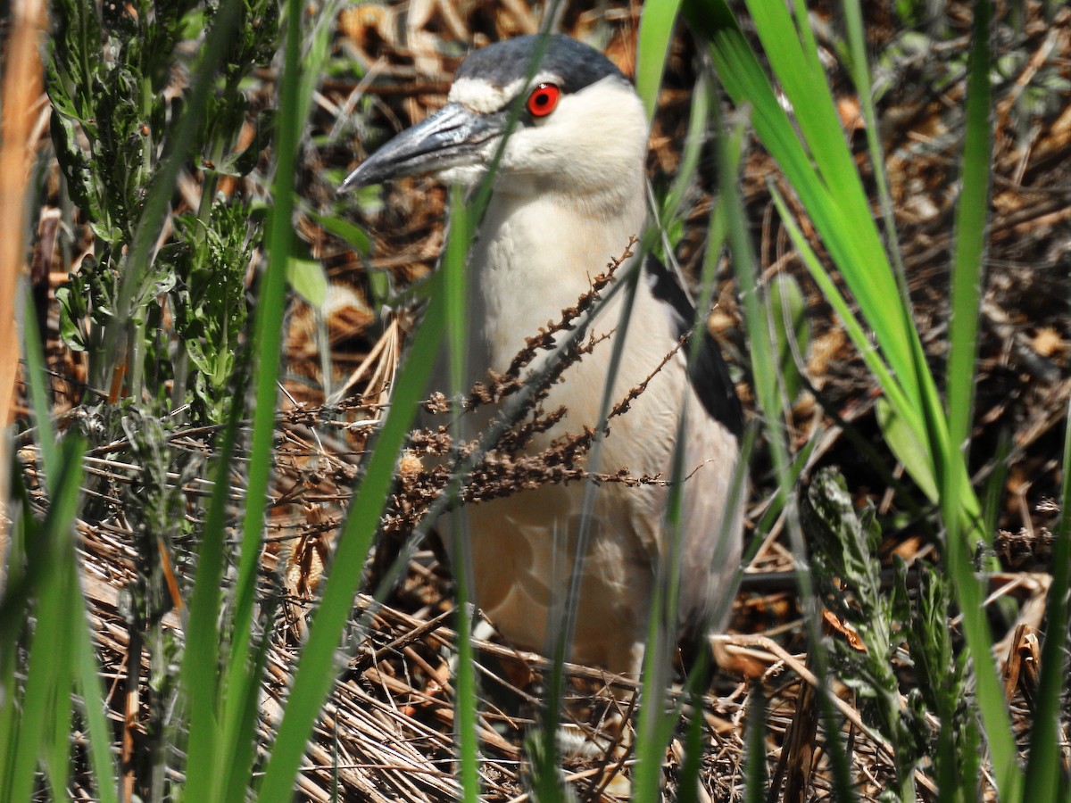 Black-crowned Night Heron - ML574750511