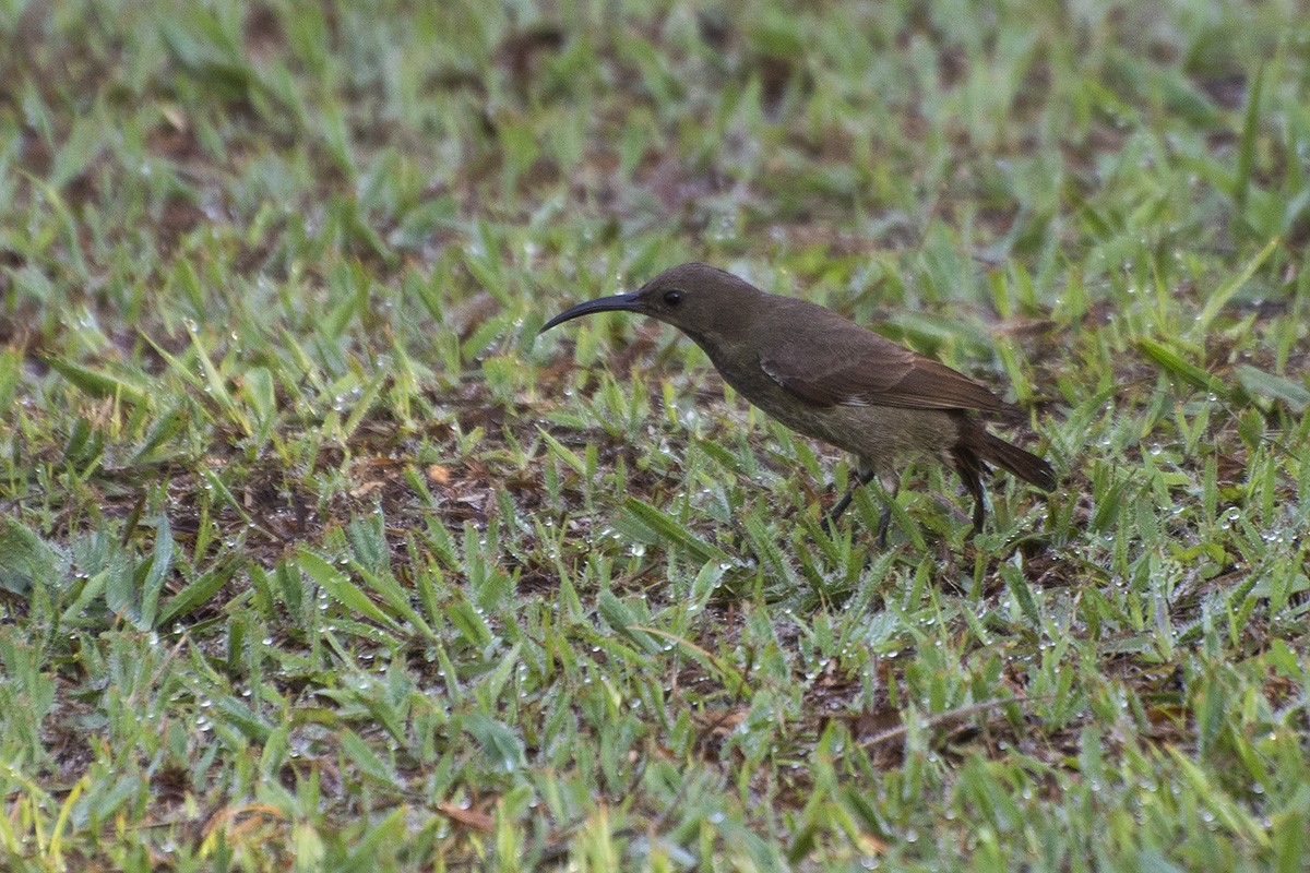 Scarlet-chested Sunbird - ML574751181