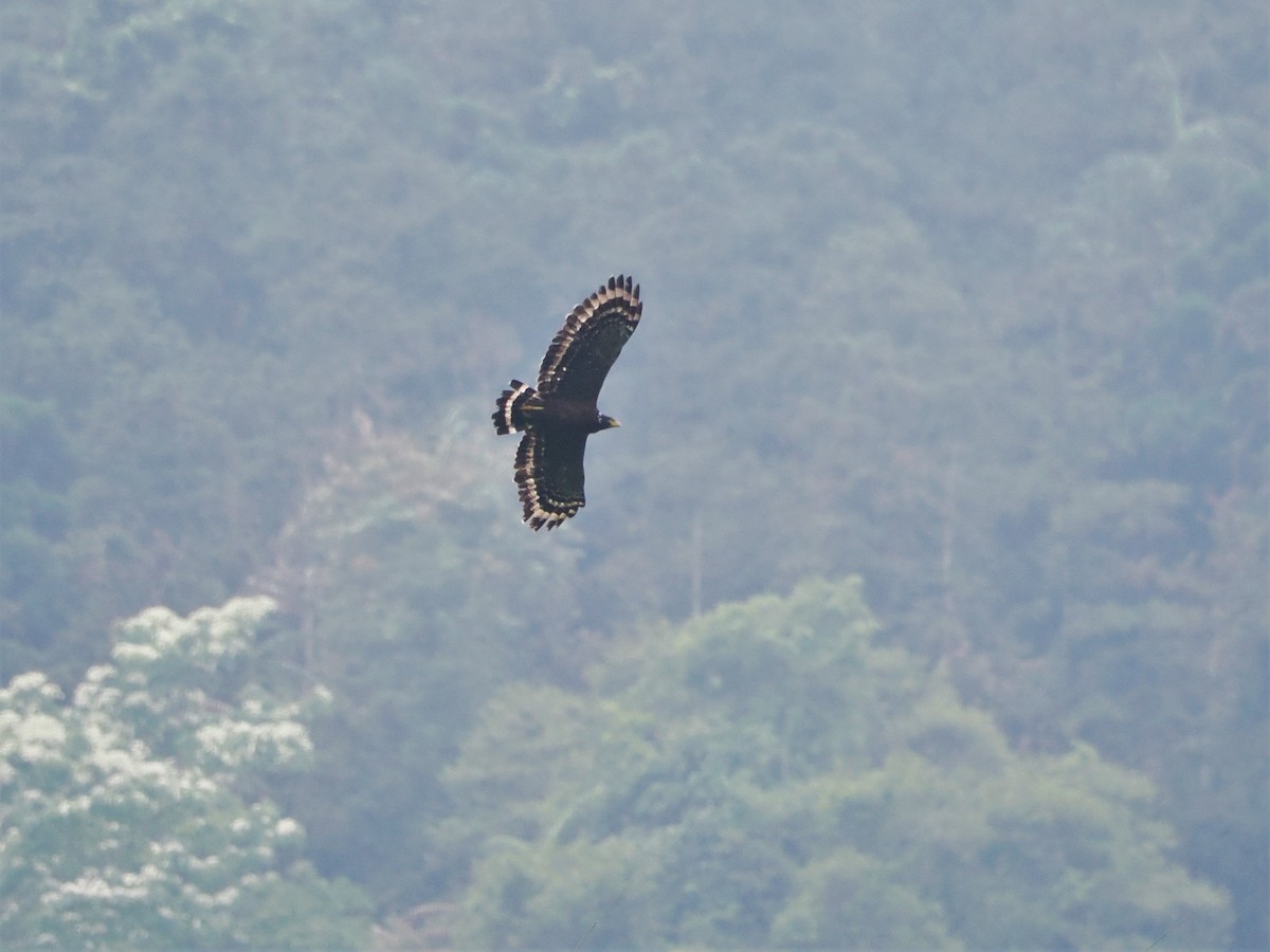 Crested Serpent-Eagle - ML574751721
