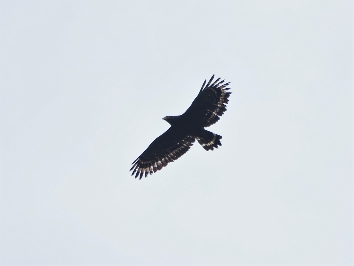 Crested Serpent-Eagle - ML574751731
