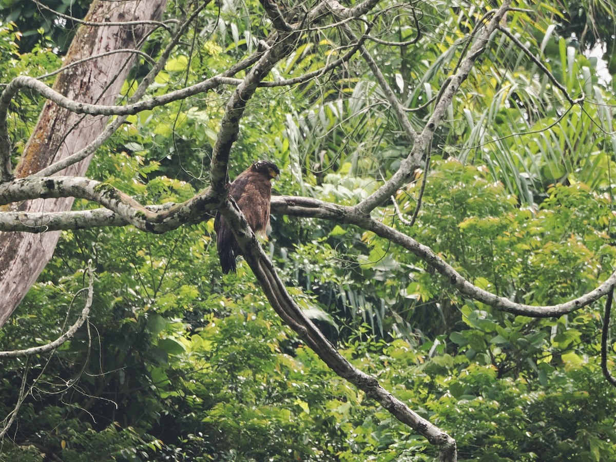 Crested Serpent-Eagle - ML574751741