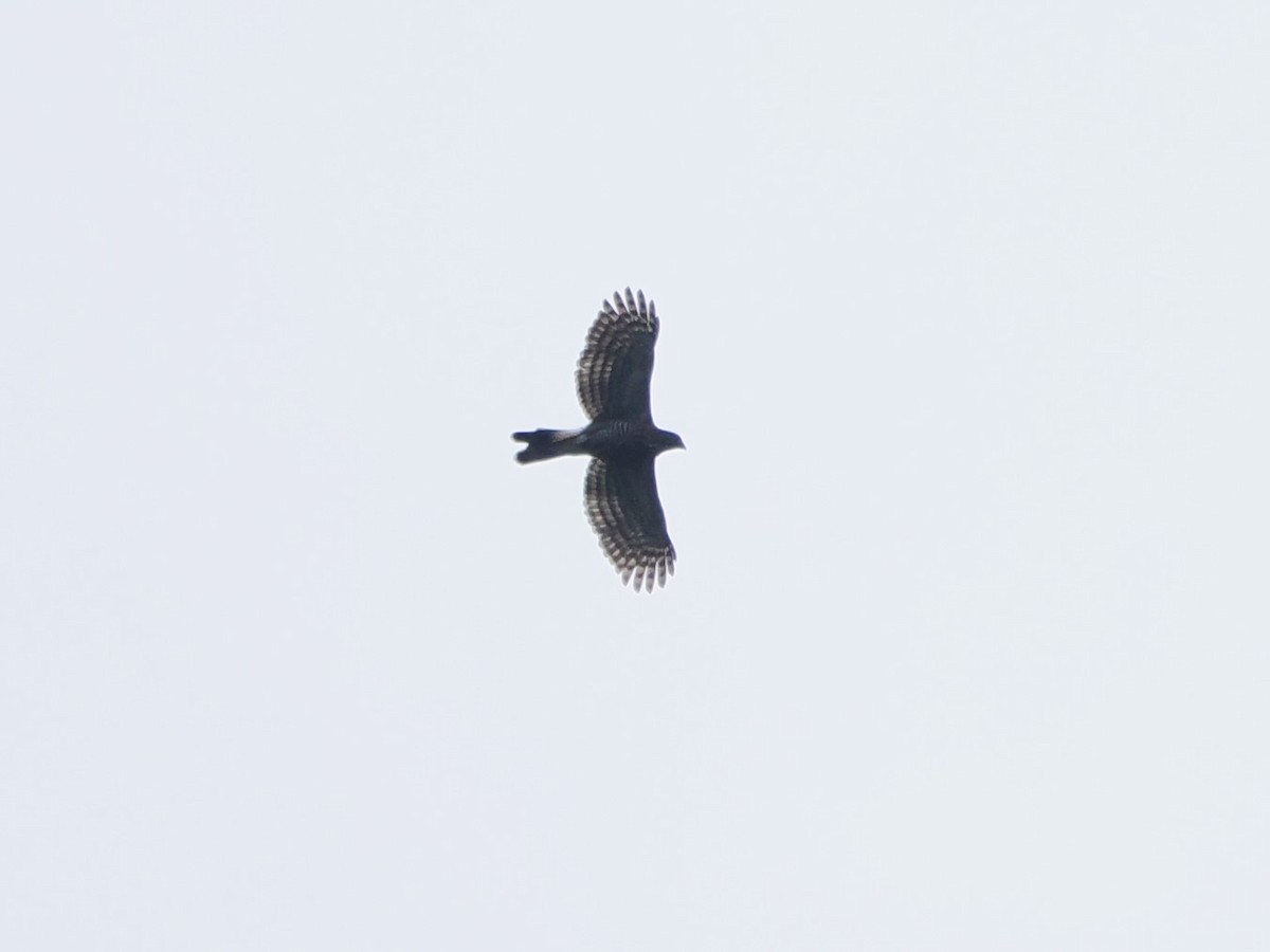 Crested Goshawk - ML574751751