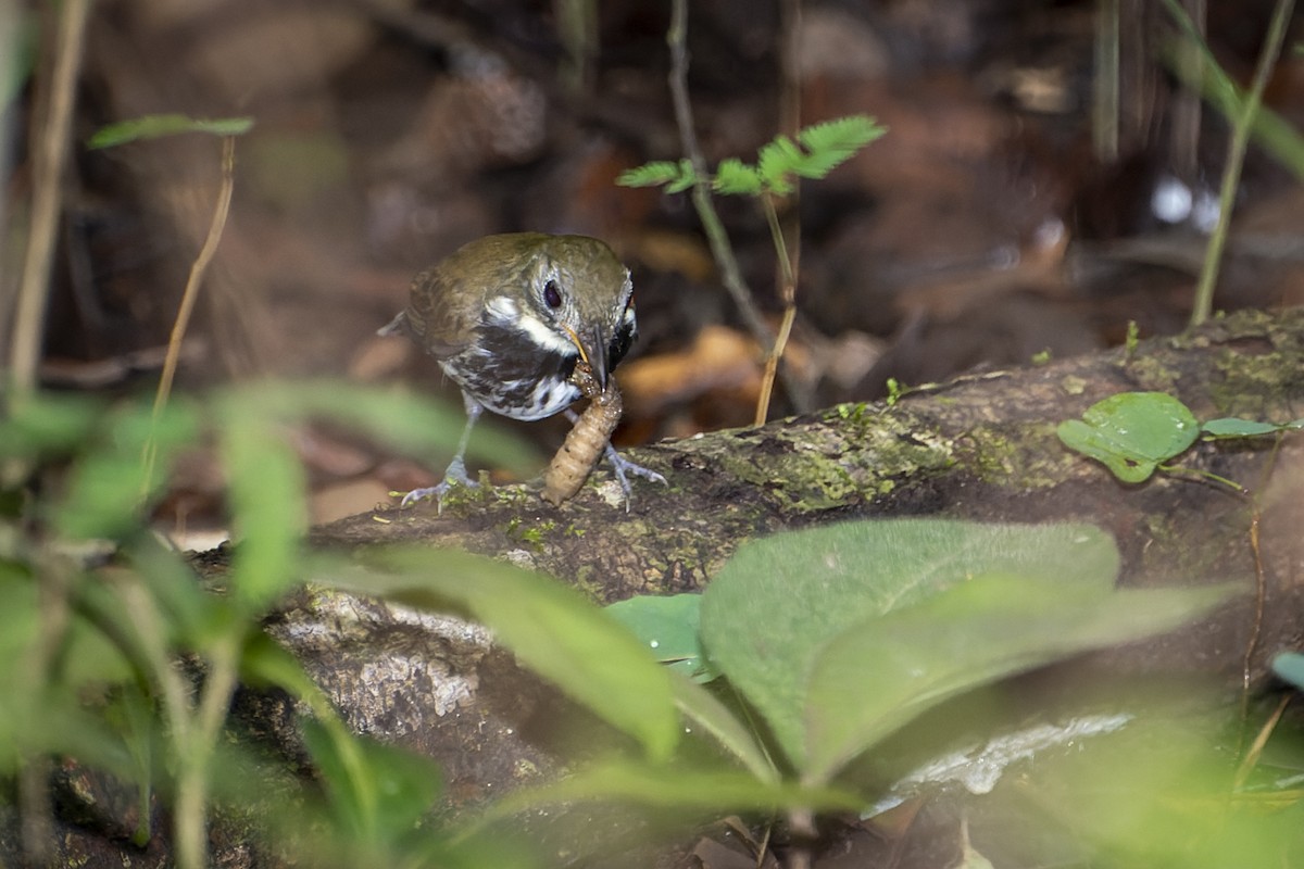 Southern Antpipit - Marcelo  Telles