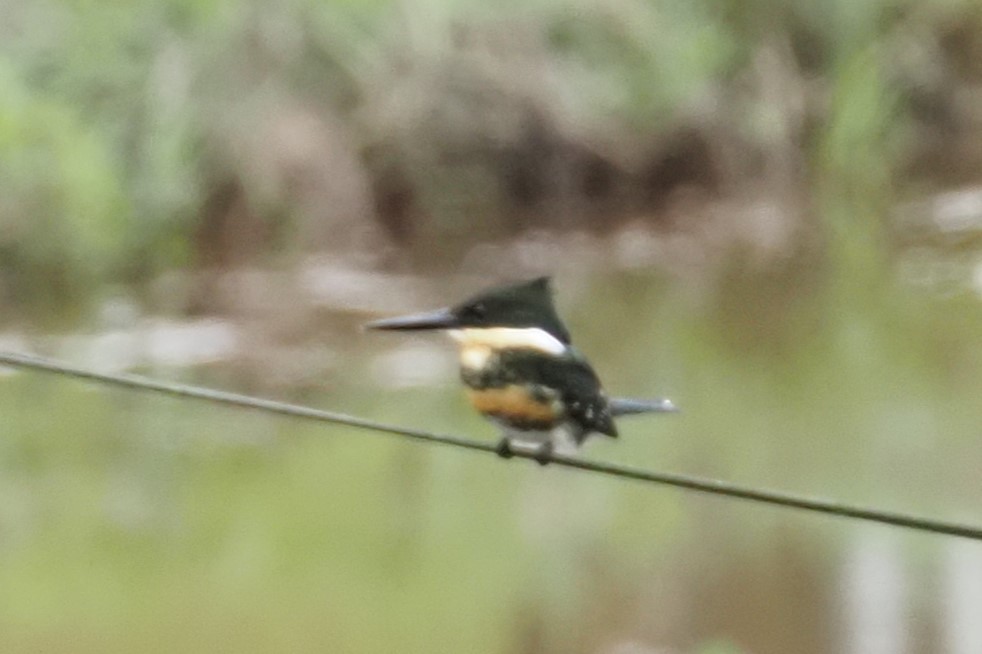 Green Kingfisher - ML574752941