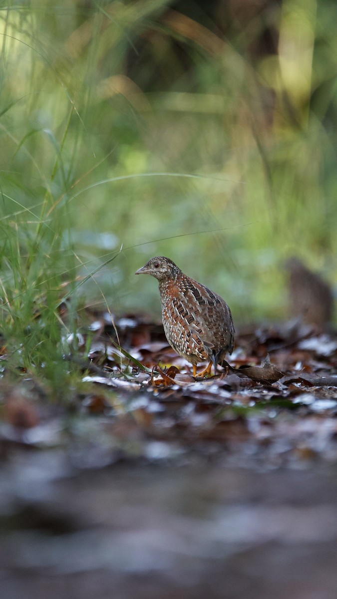 Painted Buttonquail - ML574753311