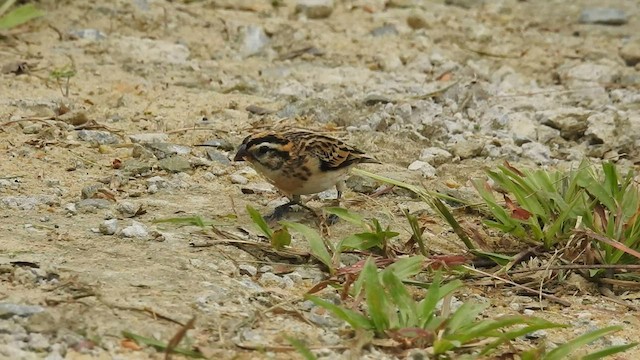 Pin-tailed Whydah - ML574753741