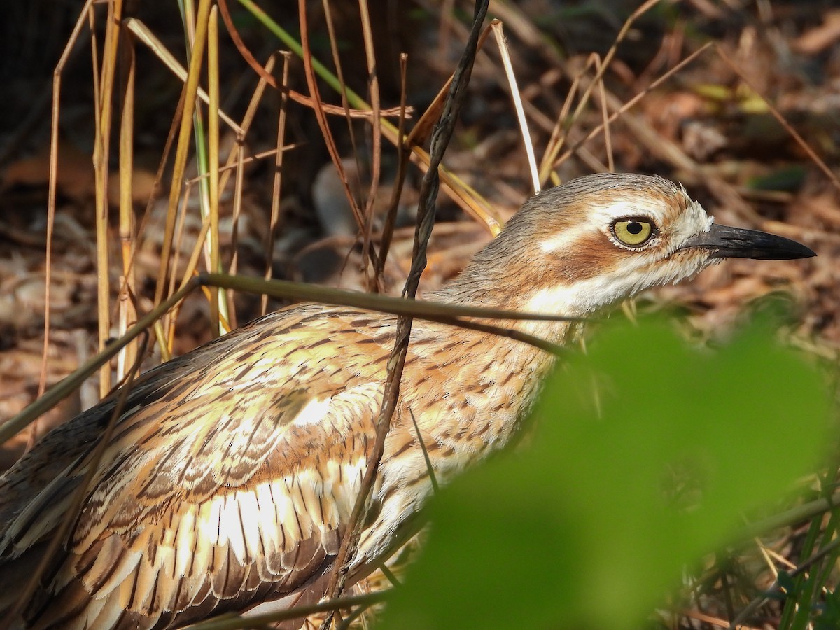 Bush Thick-knee - ML574754291