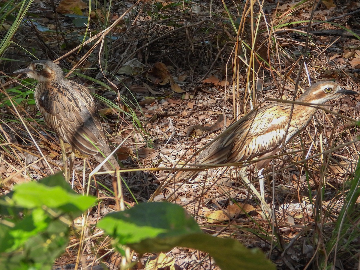 Bush Thick-knee - ML574754301