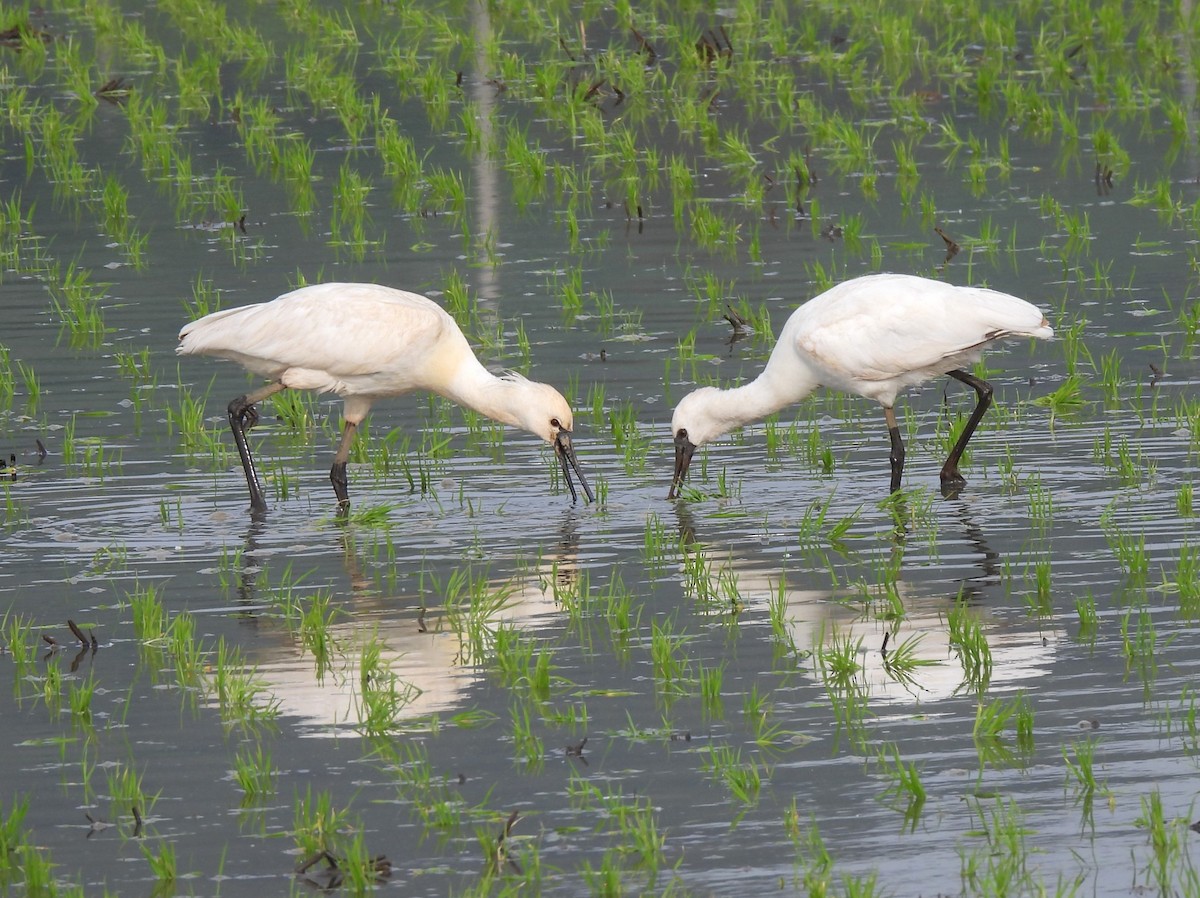 Eurasian Spoonbill - ML574755091