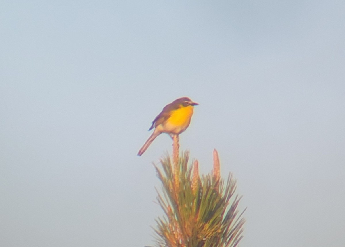 Yellow-breasted Chat - ML574756111
