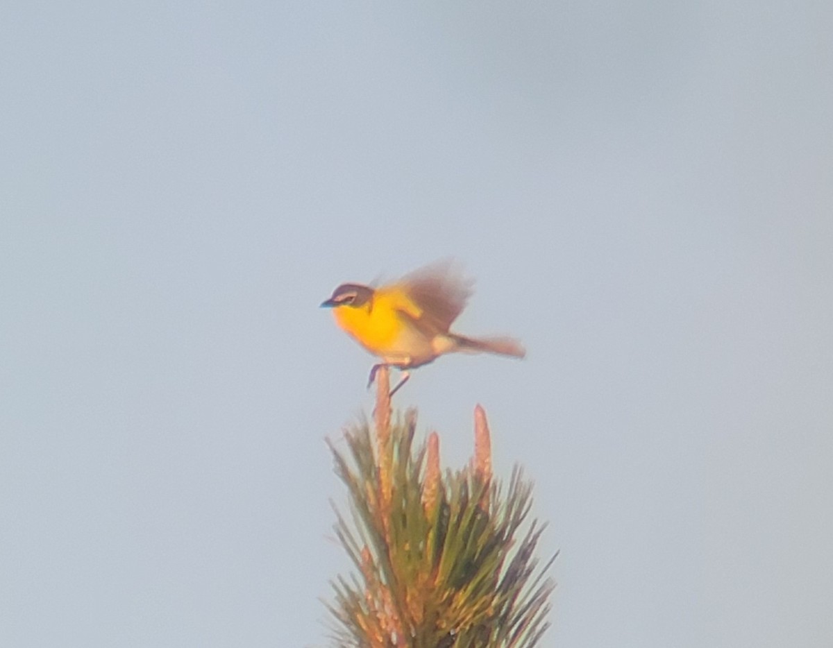 Yellow-breasted Chat - ML574756121