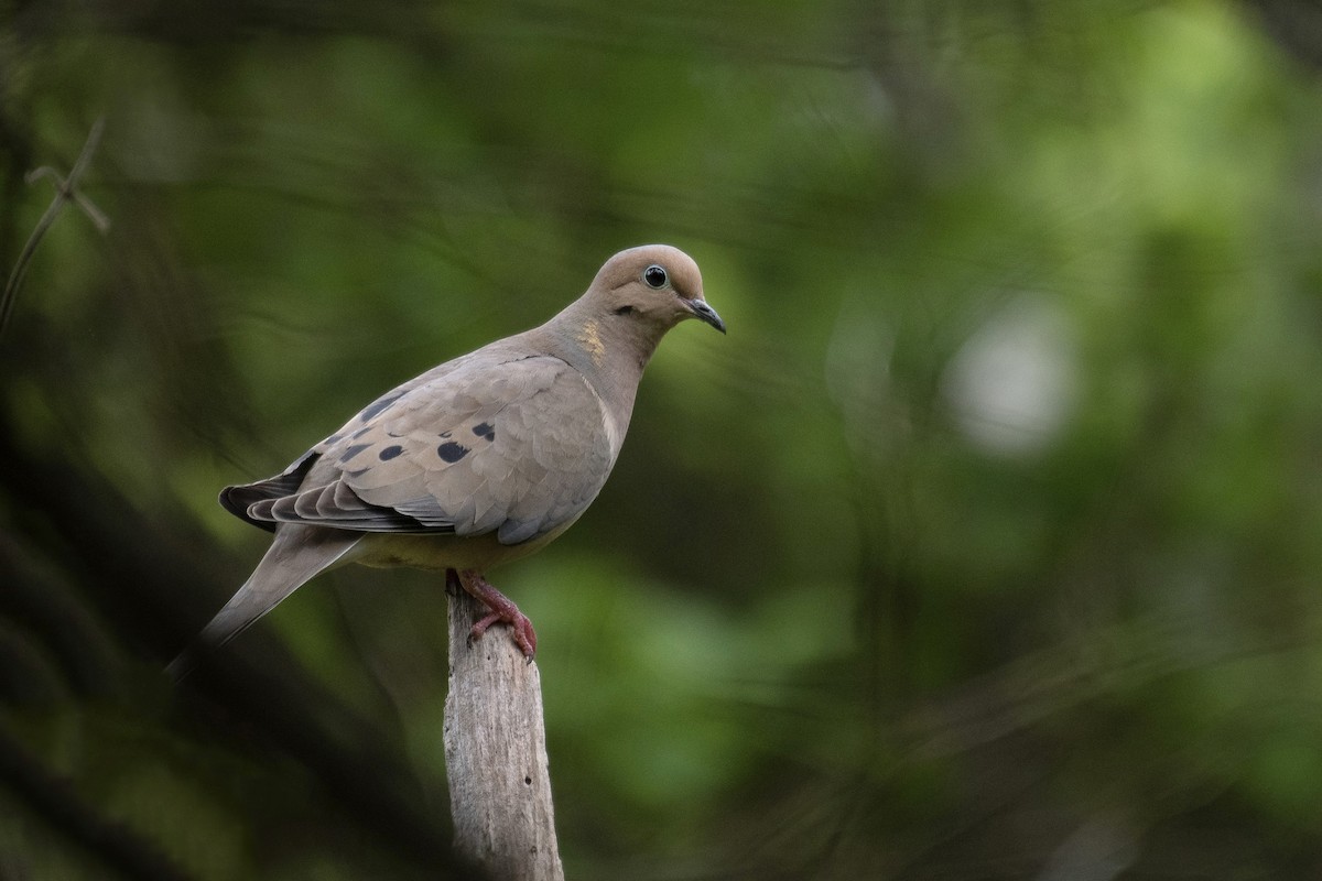 Mourning Dove - ML574757011