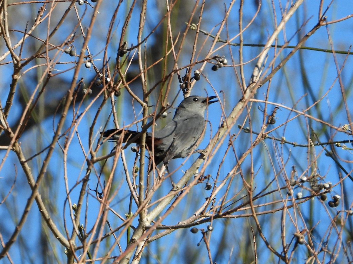 Gray Catbird - ML574757211