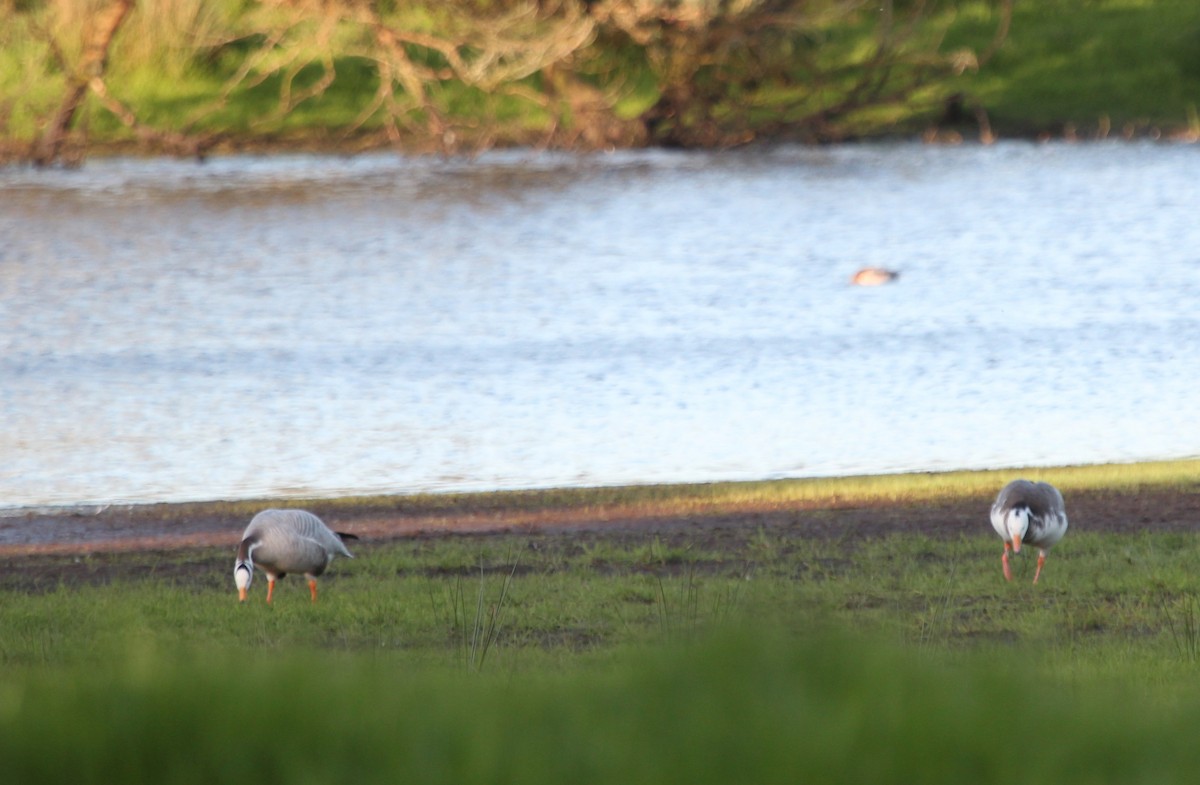 Bar-headed x Snow Goose (hybrid) - ML574757951