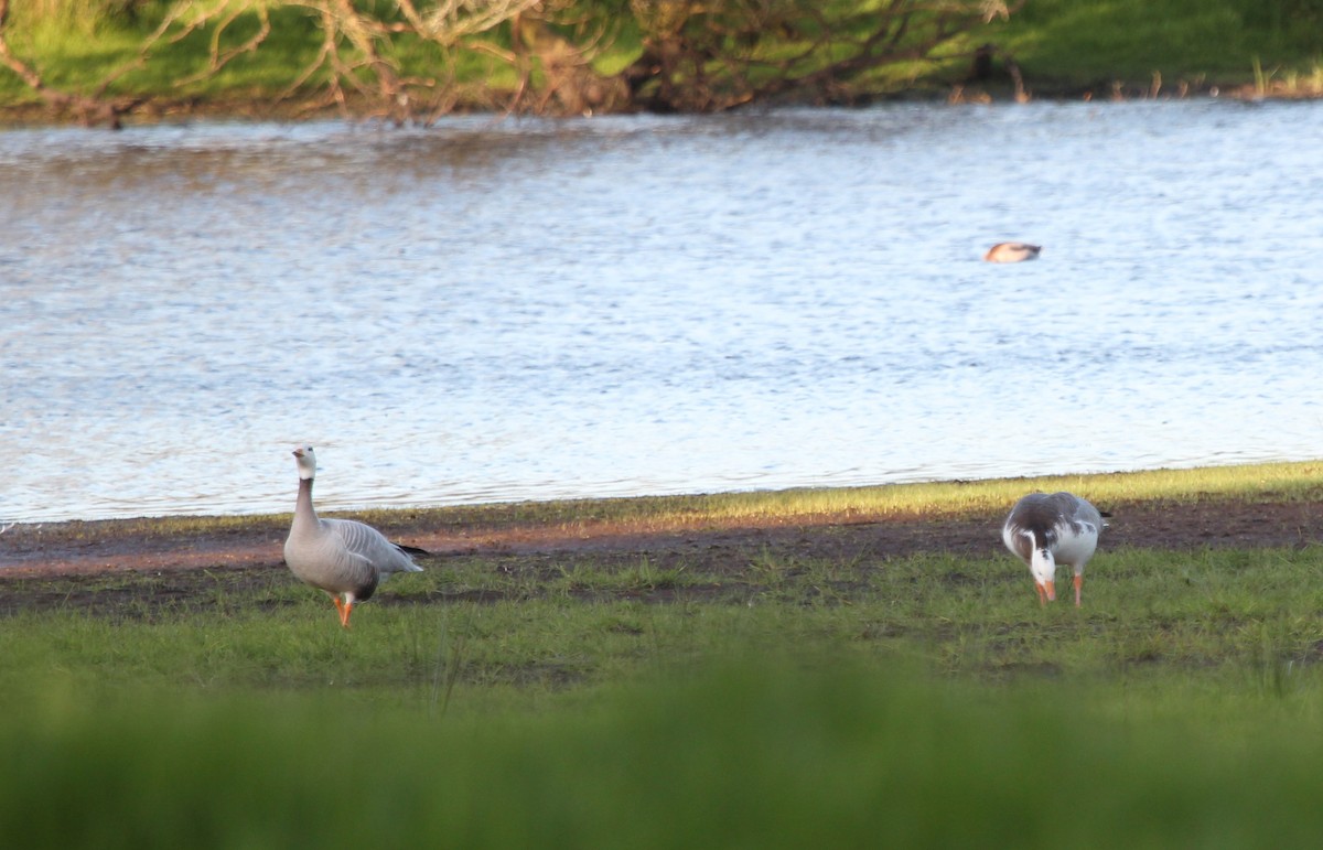 Bar-headed x Snow Goose (hybrid) - ML574757961