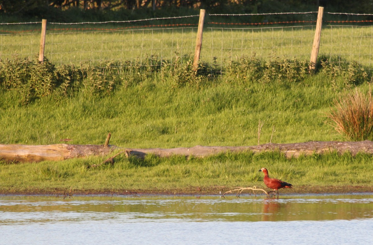 Ruddy x Common Shelduck (hybrid) - ML574758011