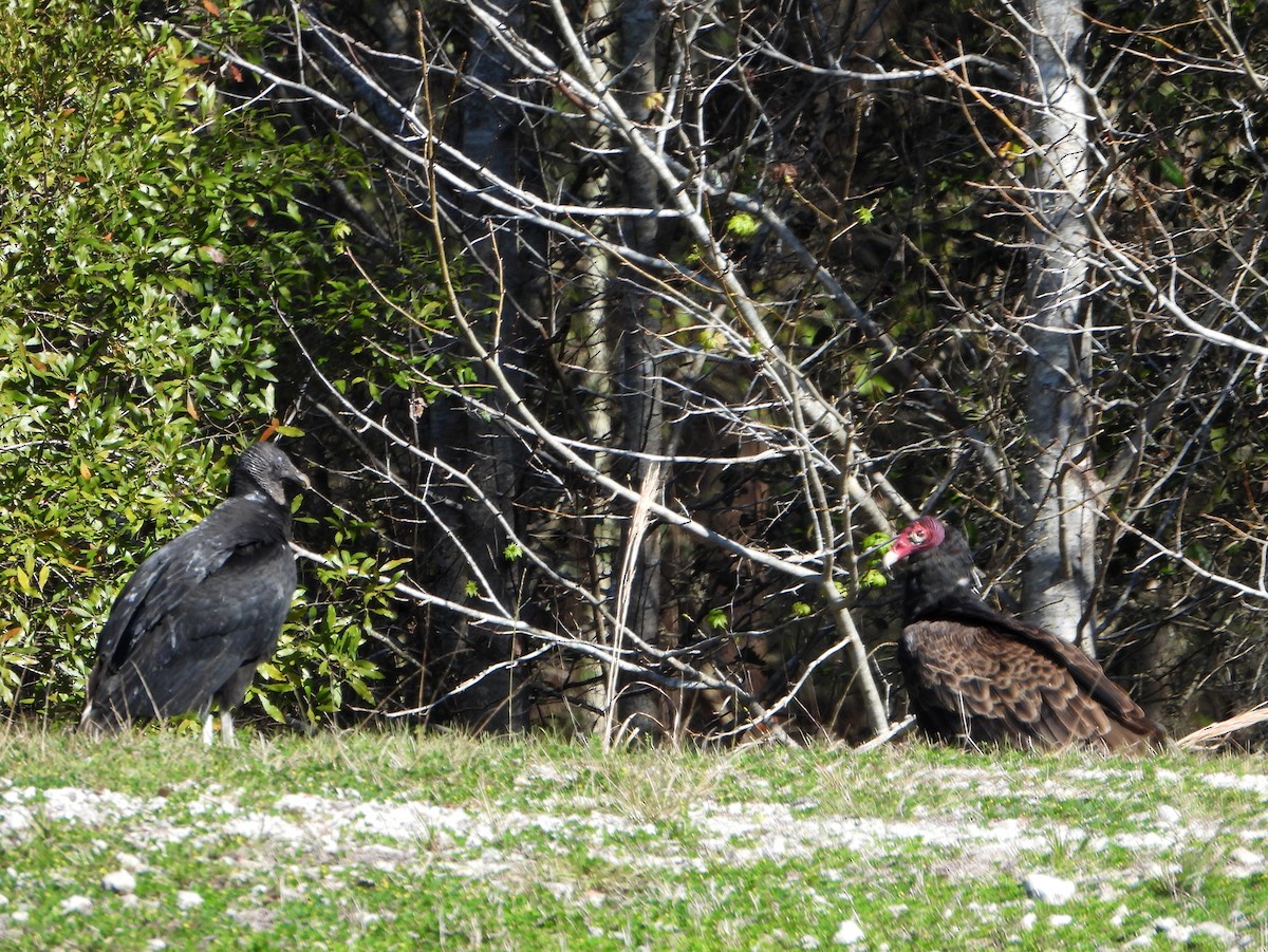 Turkey Vulture - ML574758601