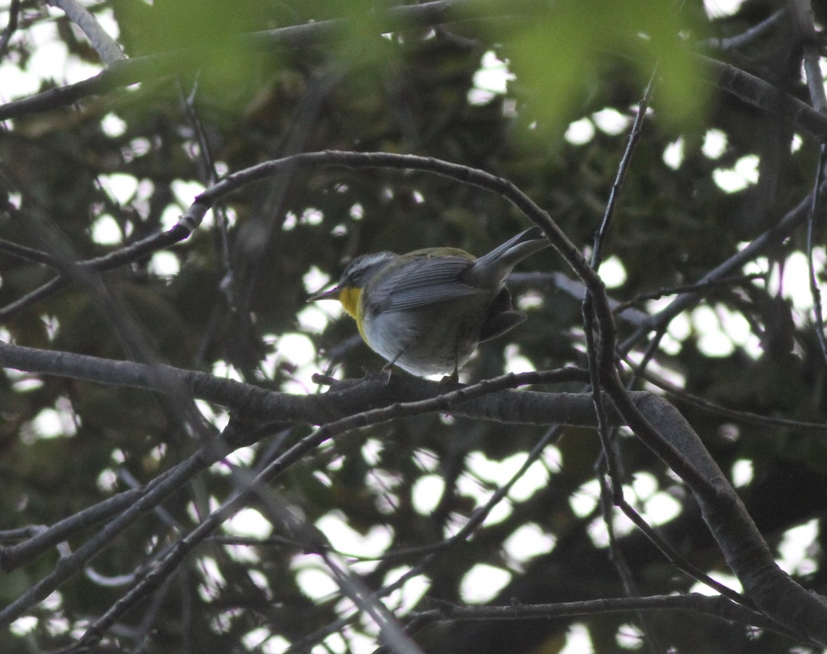 Paruline à croissant - ML574760011