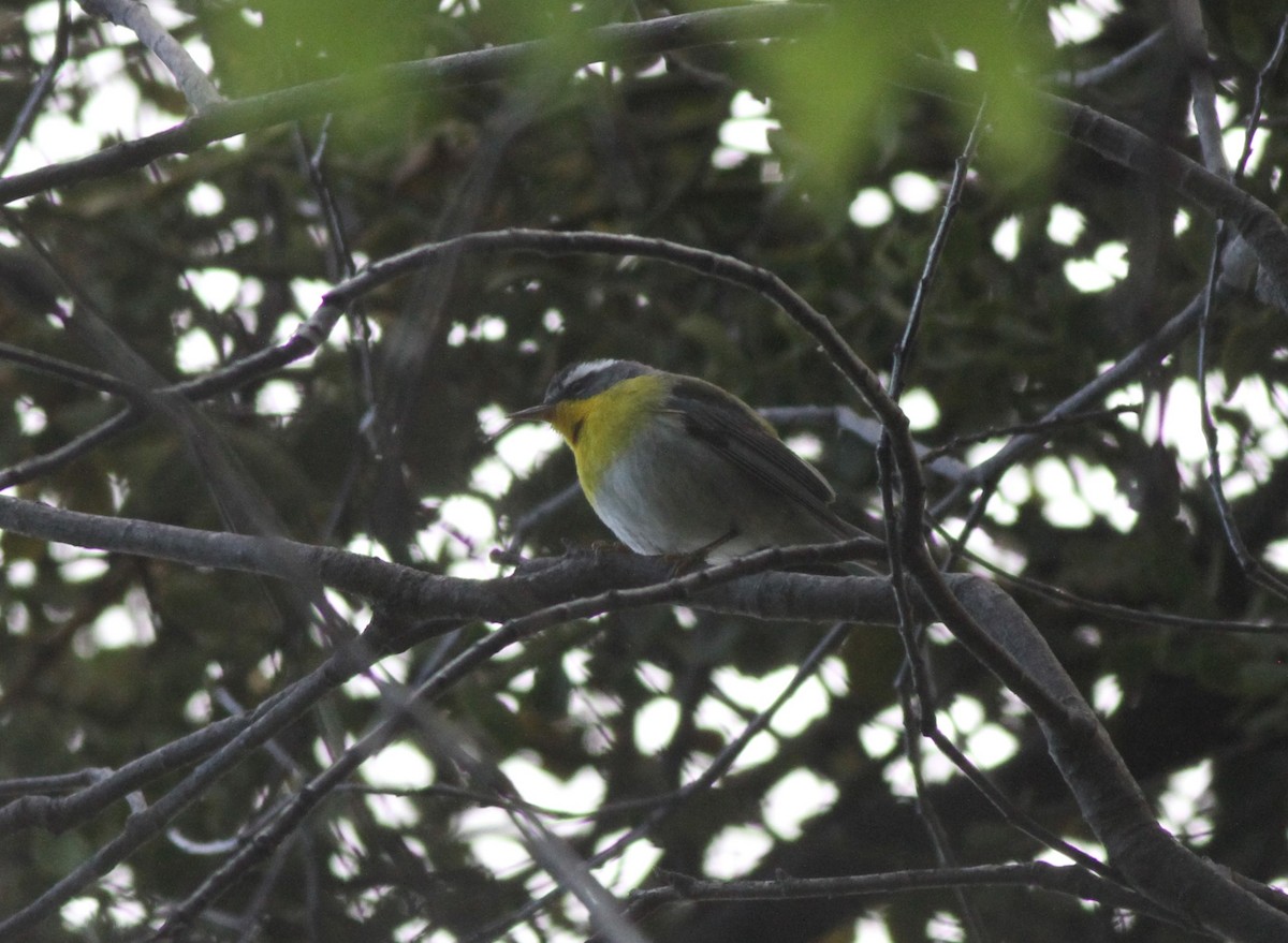 Crescent-chested Warbler - Ron Weeks