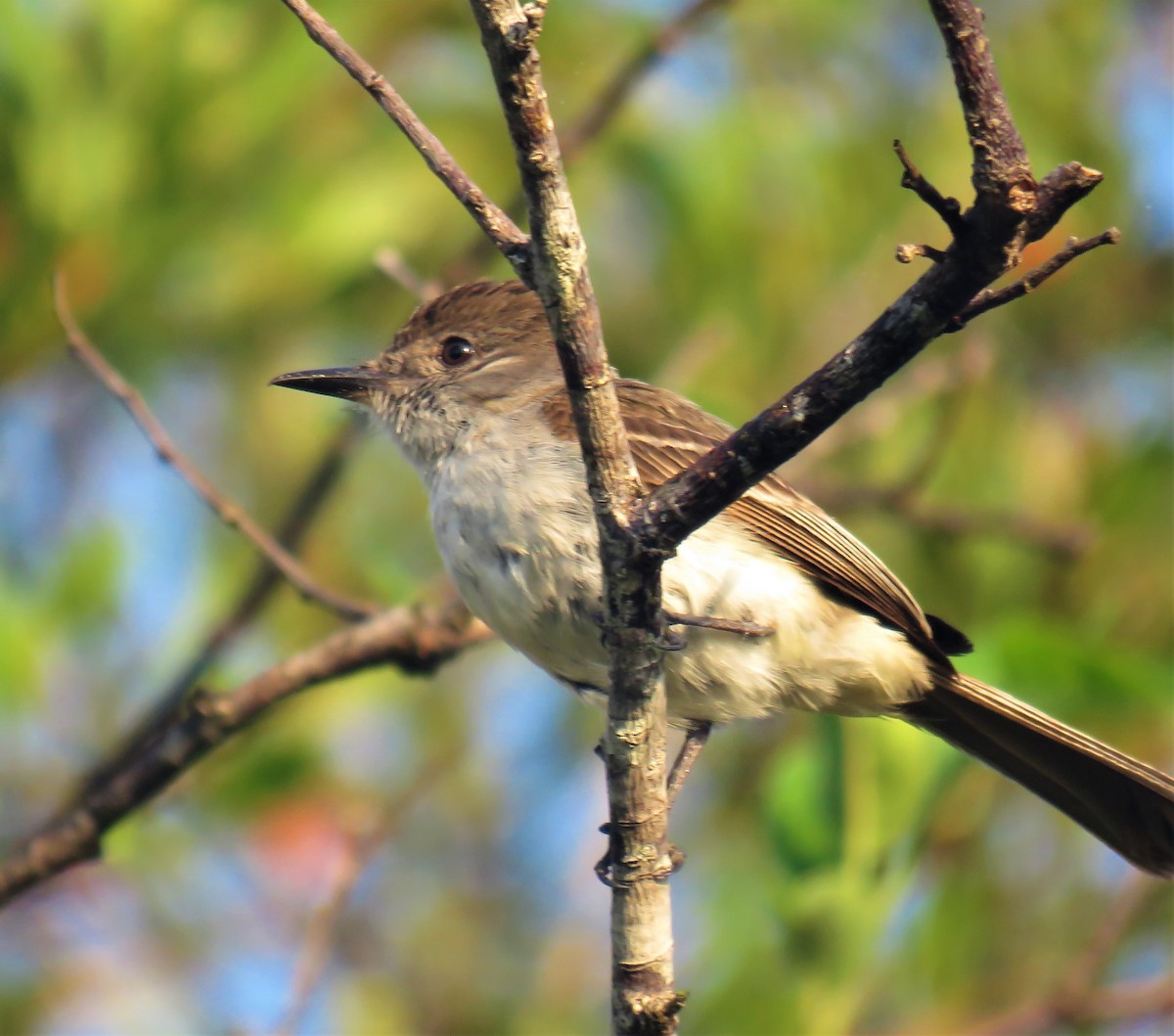 La Sagra's Flycatcher - ML574762001