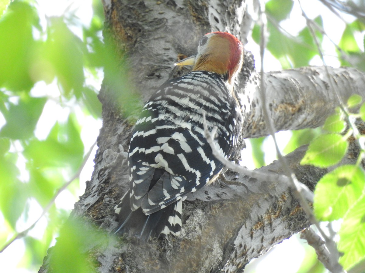Rufous-bellied Woodpecker - ML574762051