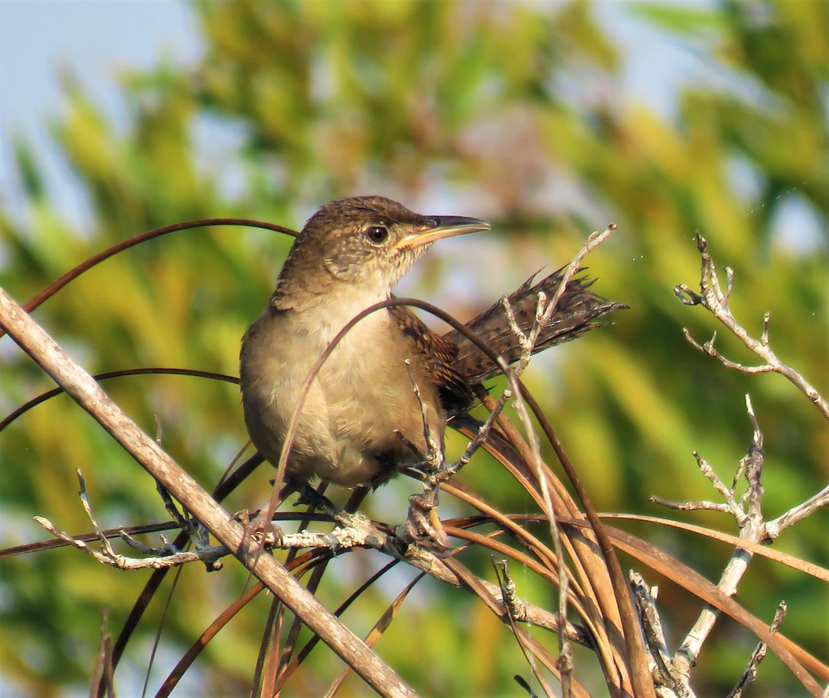 Zapata Wren - ML574762091