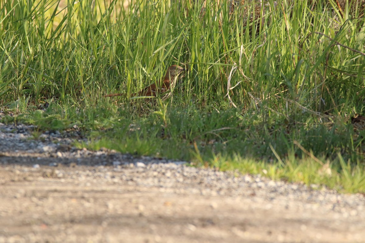 Brown Thrasher - ML574762281