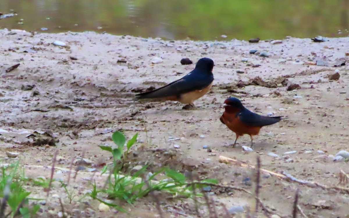 Barn Swallow - ML574762621