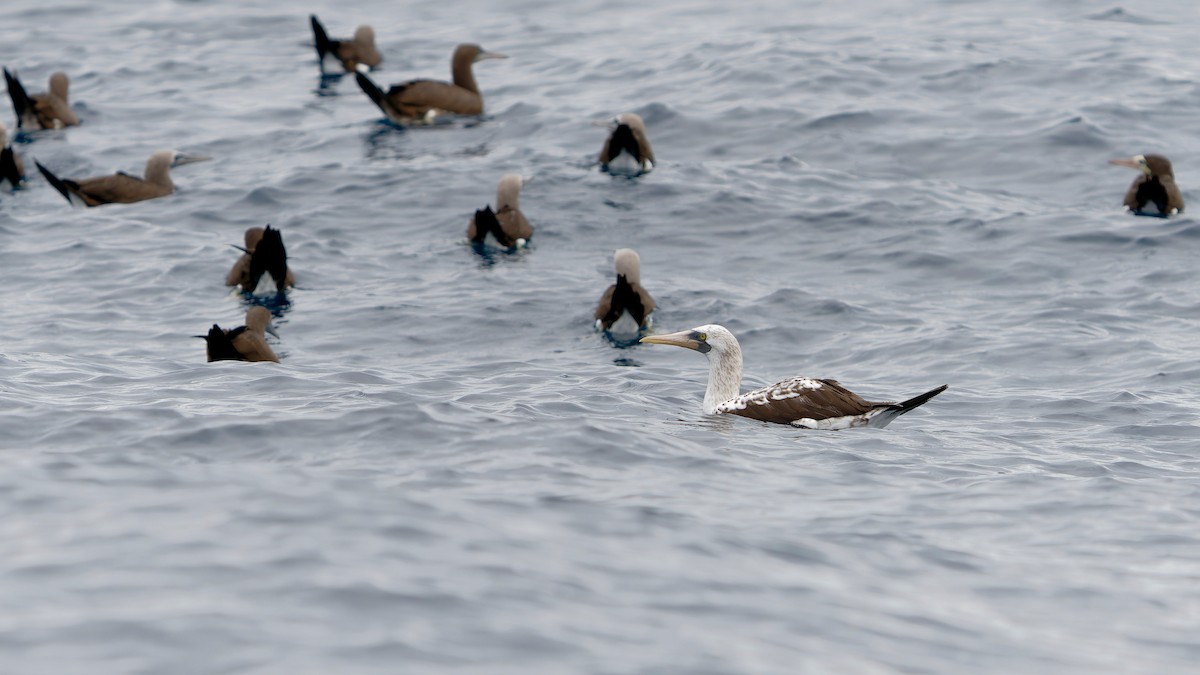 Nazca Booby - Pepe Castiblanco