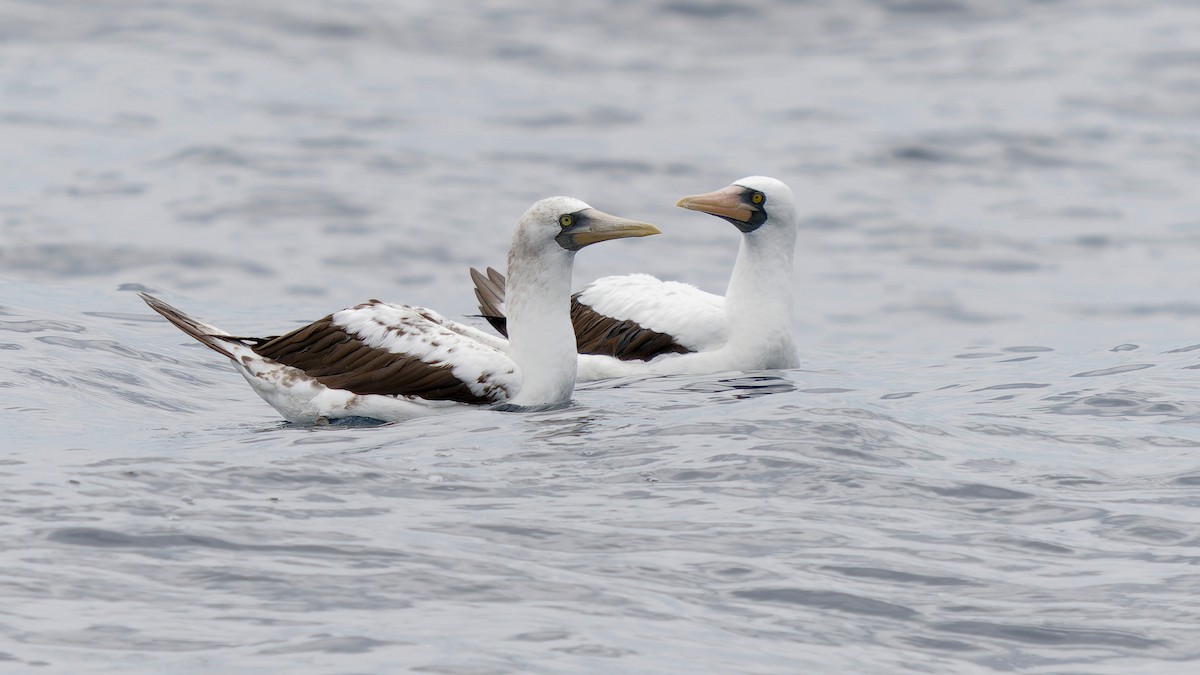 Nazca Booby - Pepe Castiblanco