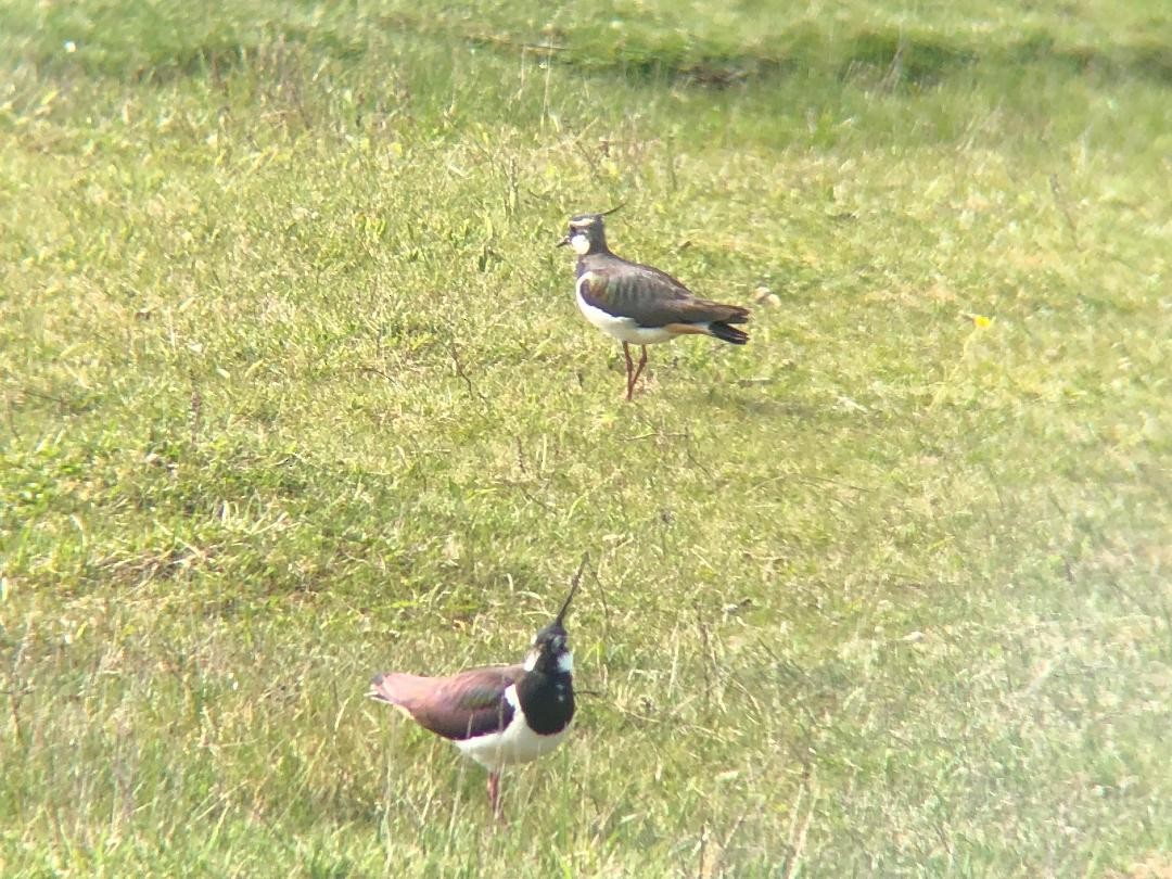 Northern Lapwing - Mohammed Fatoosh