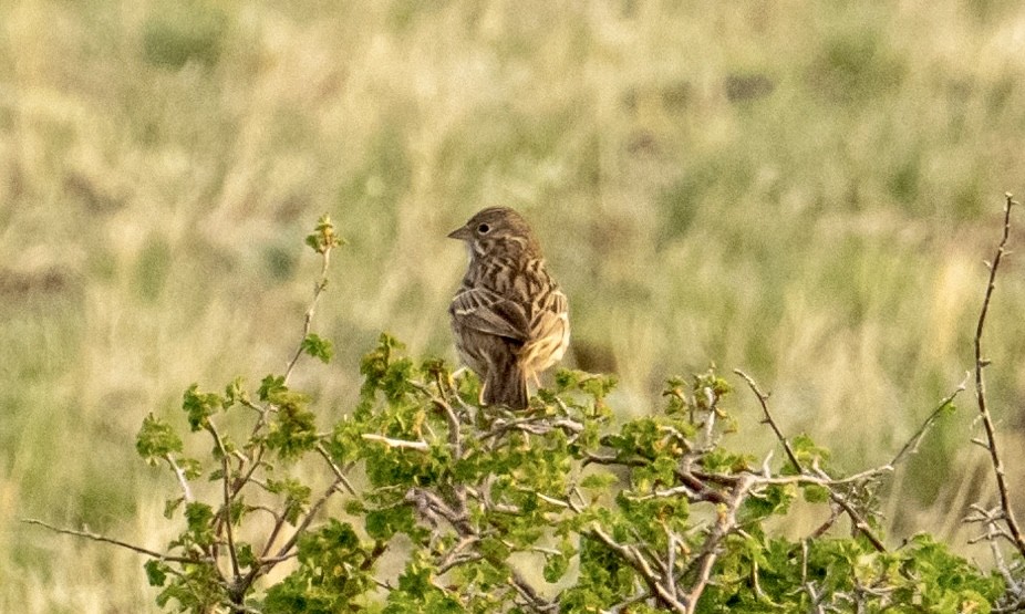 Vesper Sparrow - ML574763391