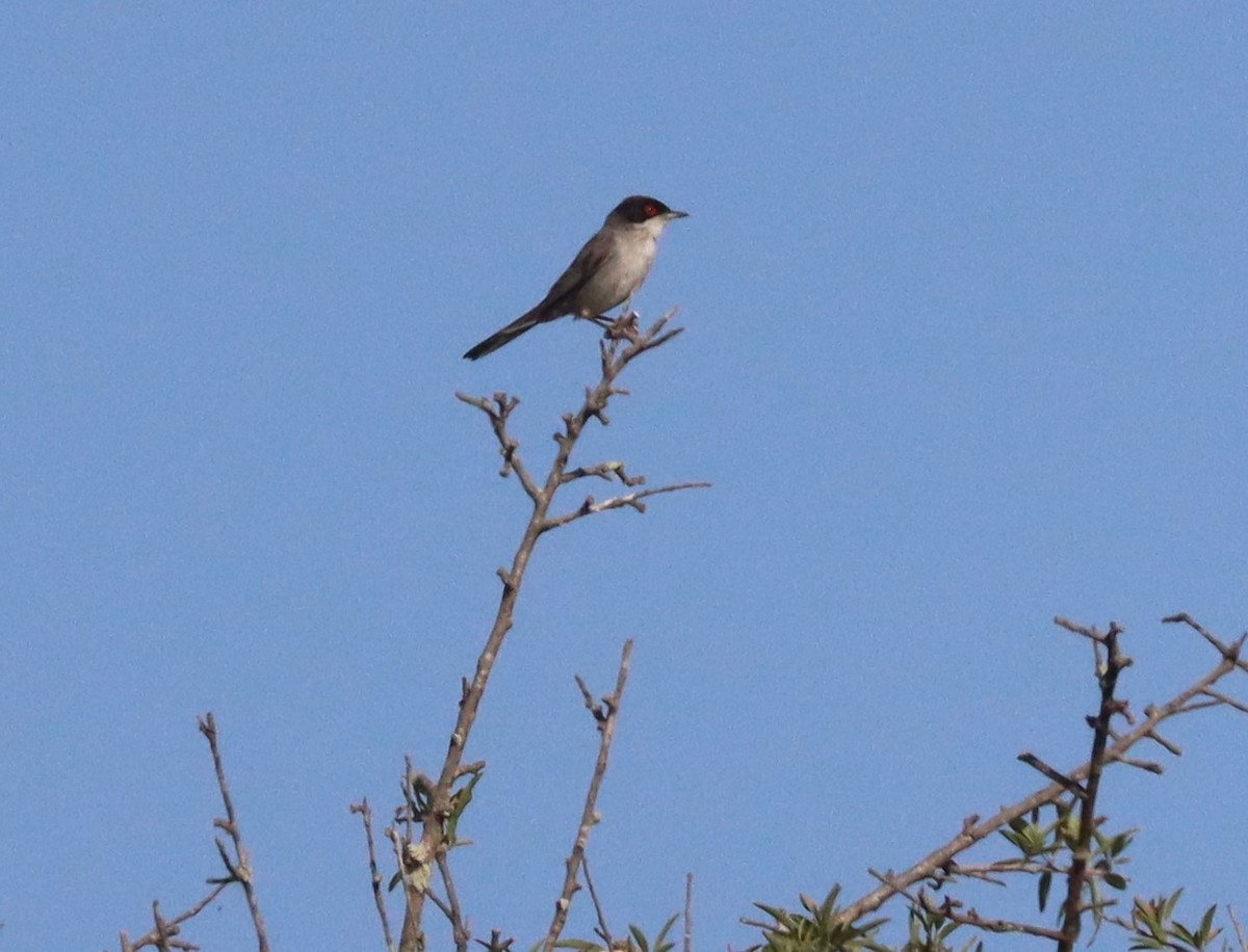 Sardinian Warbler - Steve James