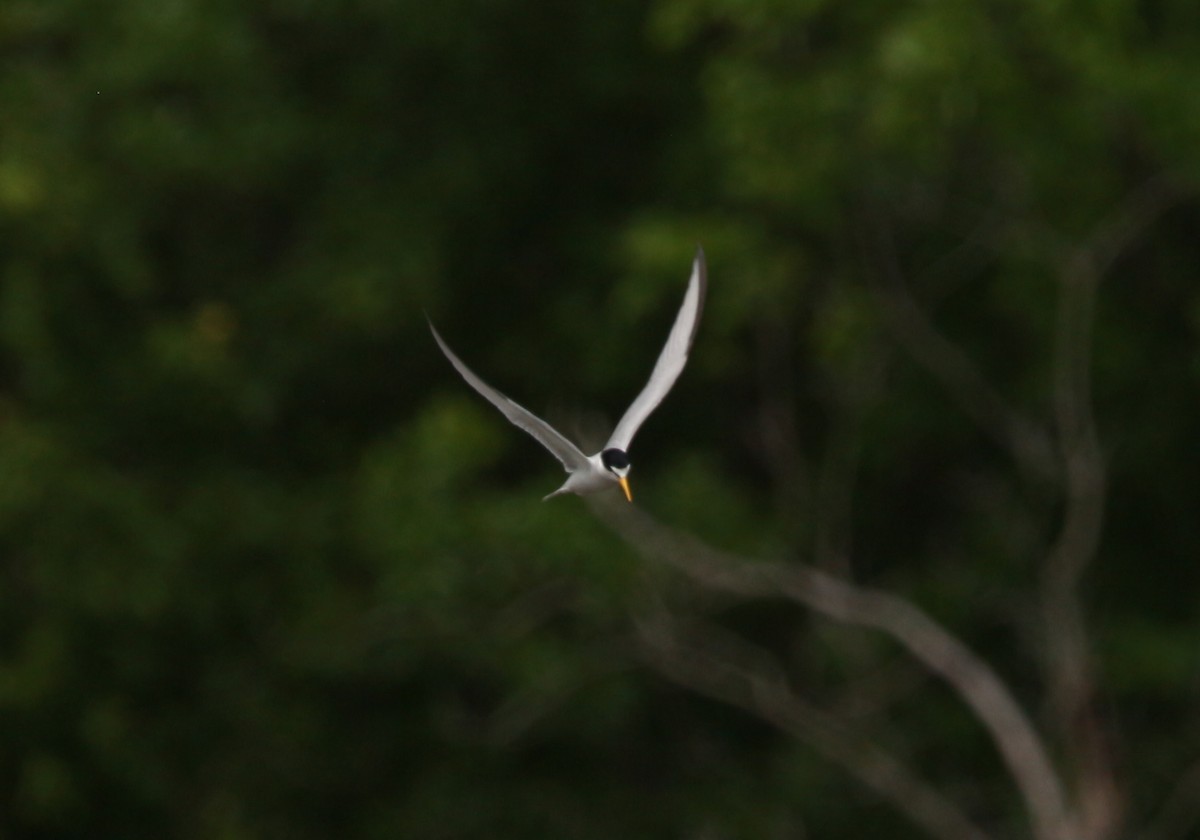 Least Tern - ML574764041