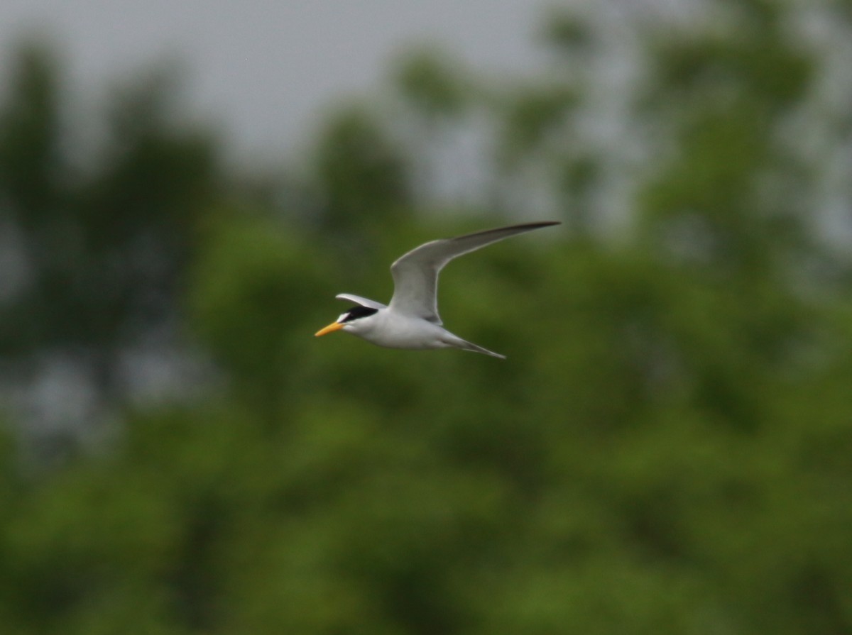 Least Tern - ML574764051