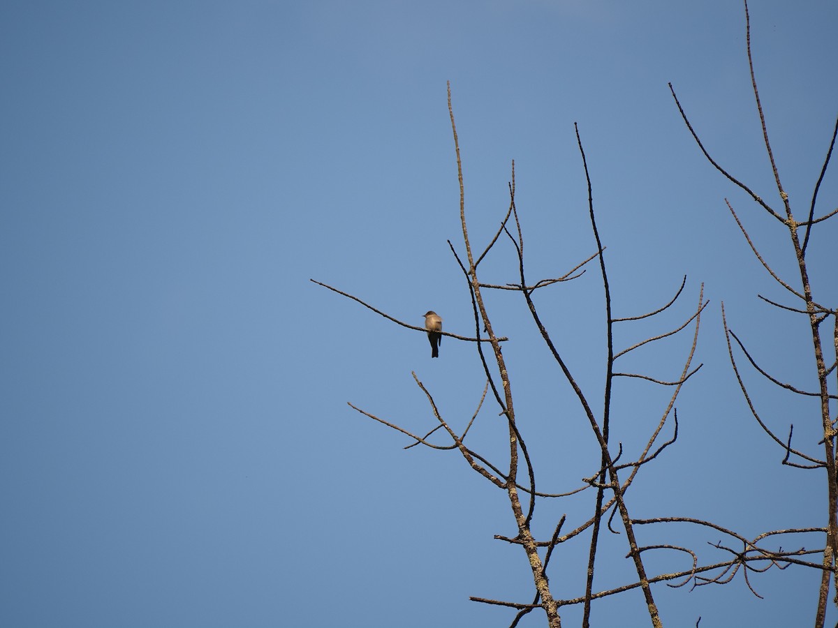 Eastern Wood-Pewee - ML574764091