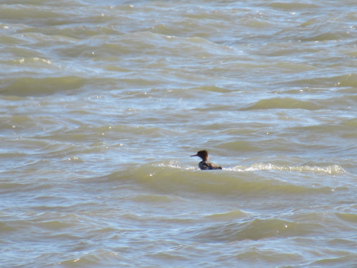 Red-breasted Merganser - ML57476561