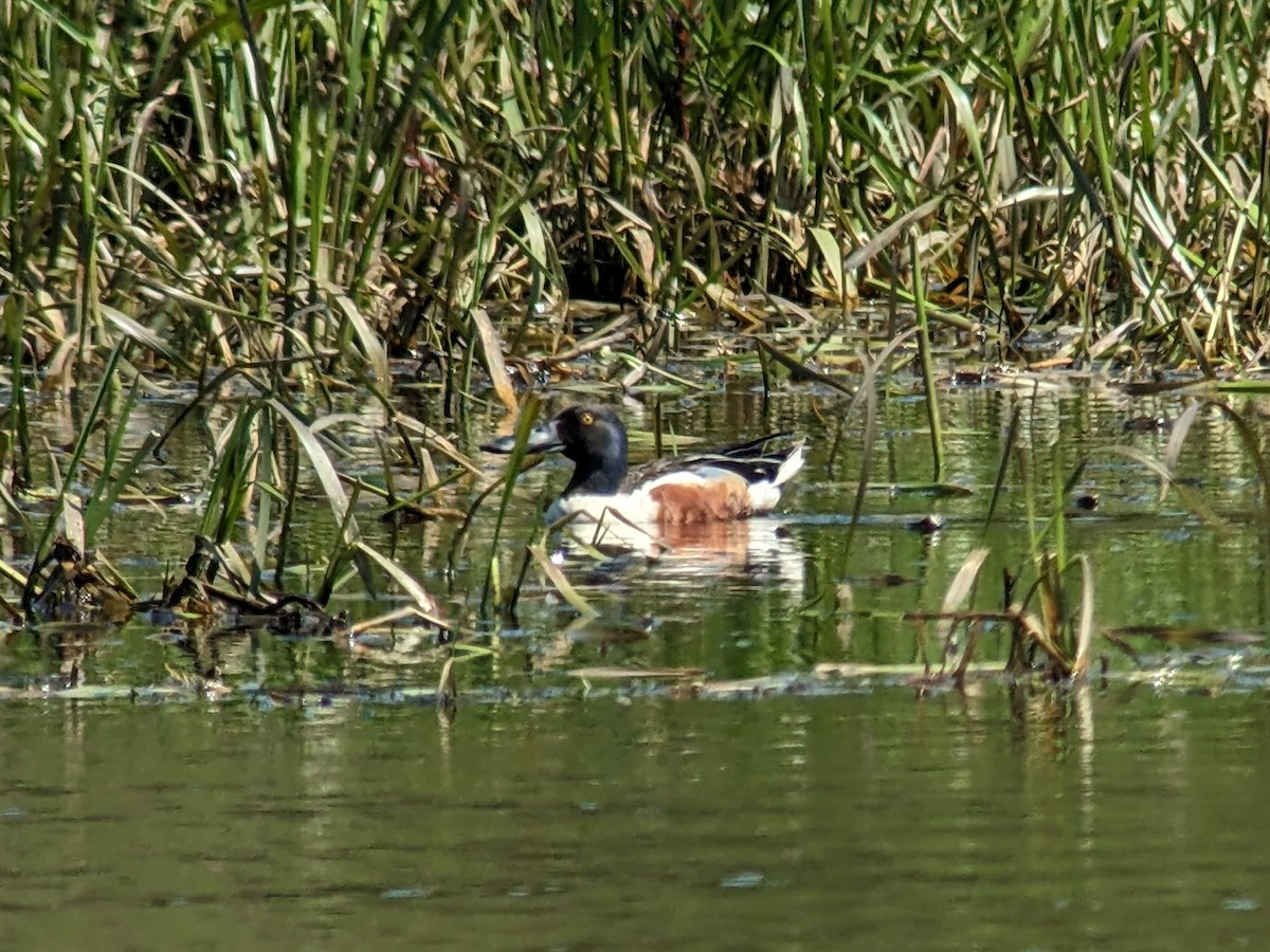 Northern Shoveler - ML574766161