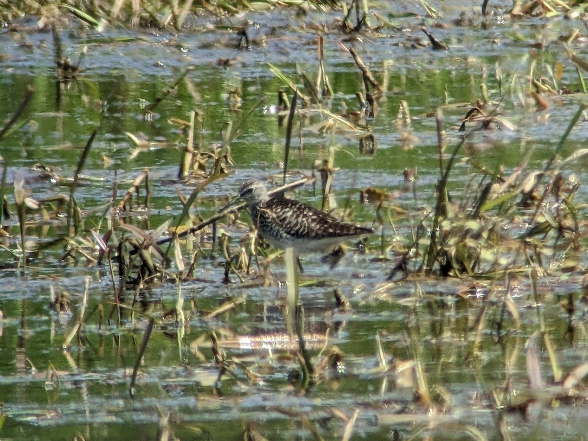 Wood Sandpiper - Keith Langdon