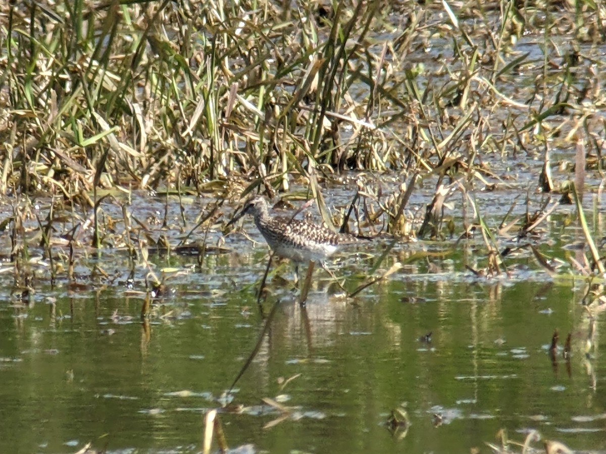 Wood Sandpiper - ML574766271