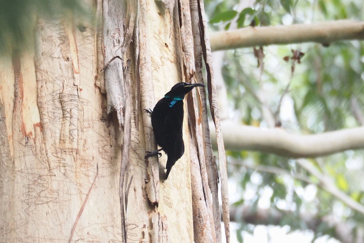 Paradise Riflebird - ML574766321