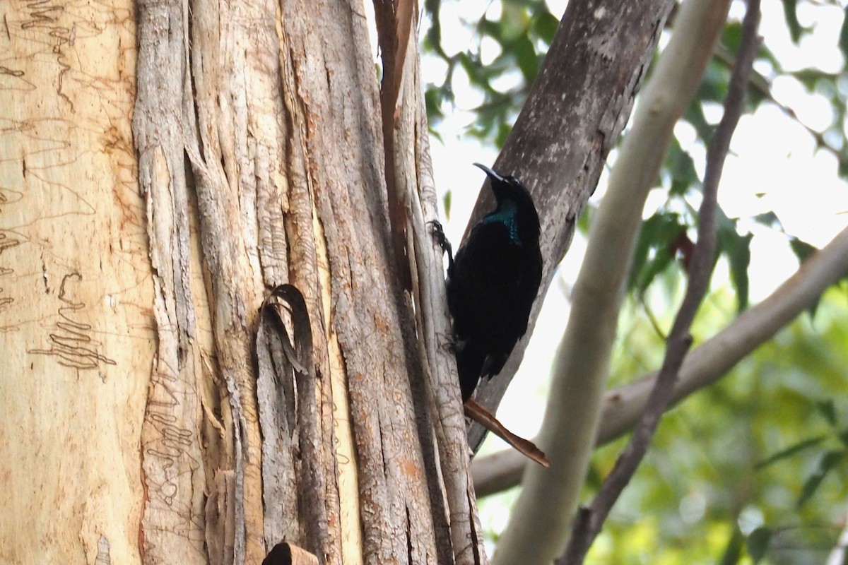 Paradise Riflebird - ML574766331