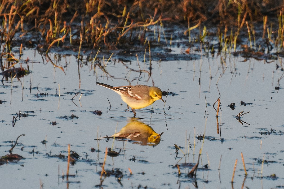 Citrine Wagtail - ML574766471